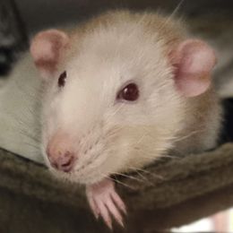 Harald the white rat